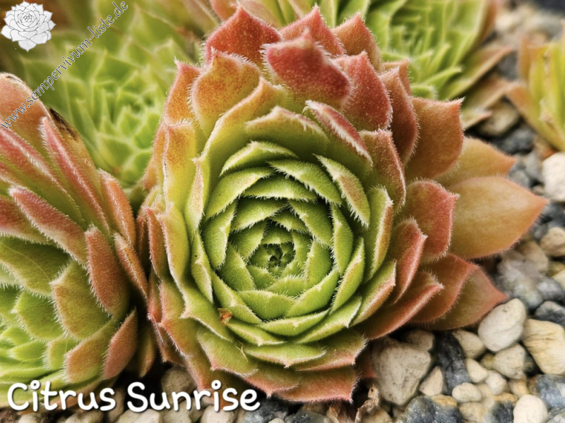 Chick Charms® Citrus Sunrise (NG)