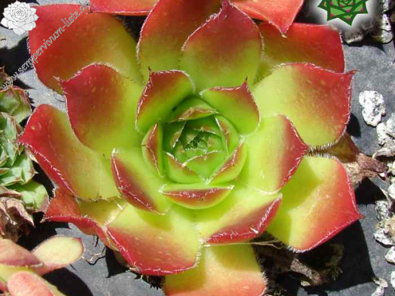 Diepvens Julia / Jovi