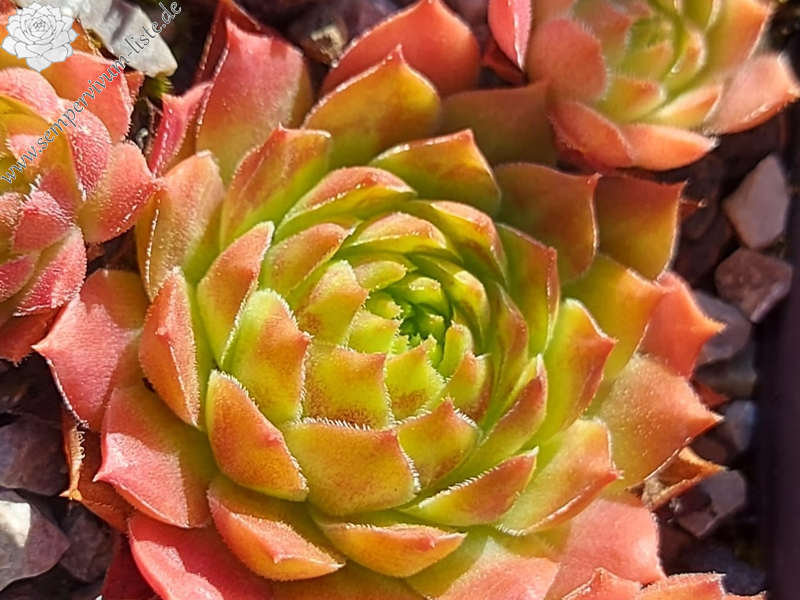 Hualālai