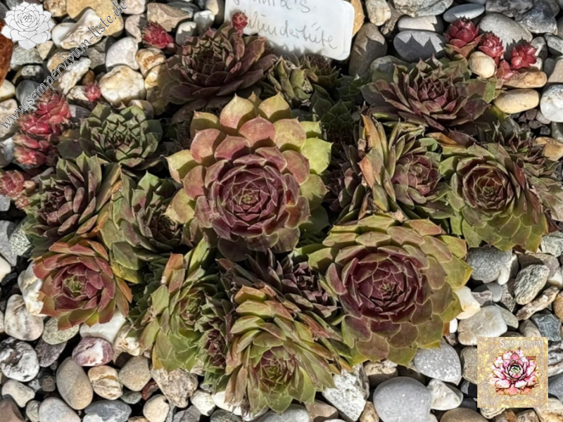 Jannik's Wundertüte