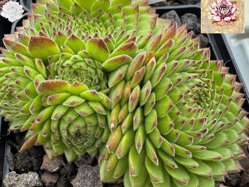 SR Landshuter Hochzeit (NNG)