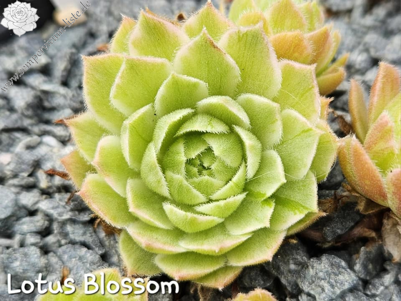 Chick Charms® Lotus Blossom (NG)