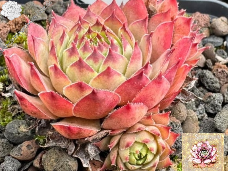Pink Star