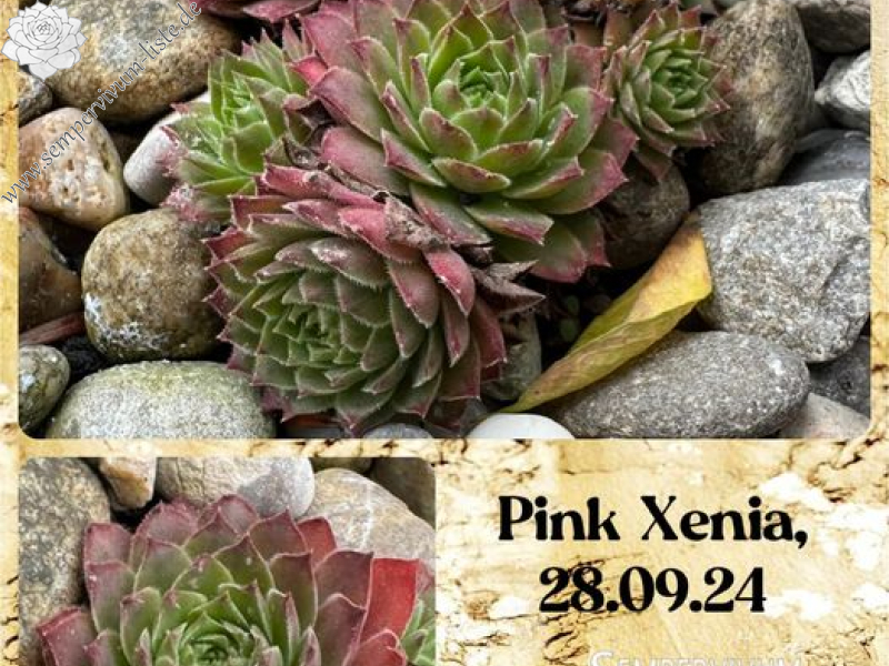 Pink Xenia (NNG)