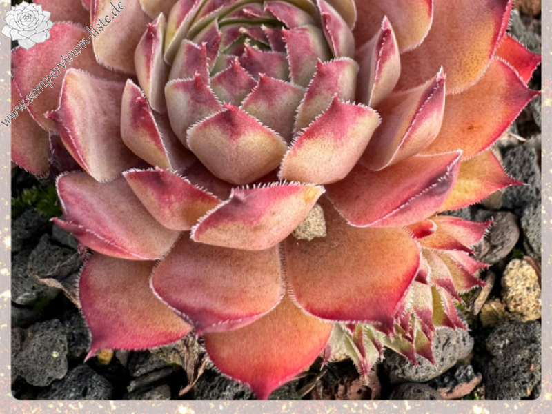 Pink Star