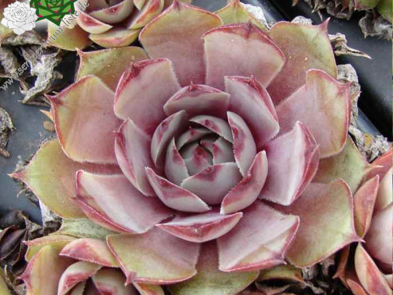 Schwarzwald Poesie (NNG)