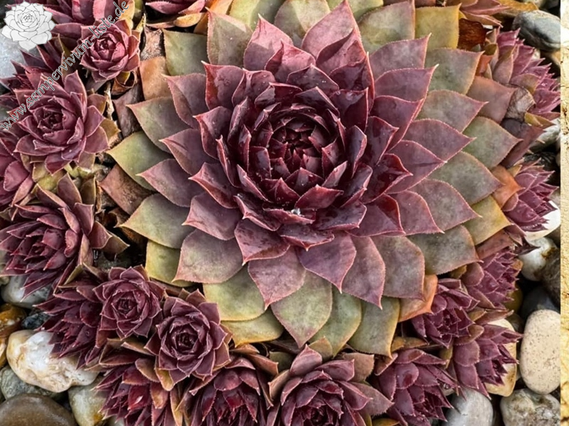 When You Awake (NNG)