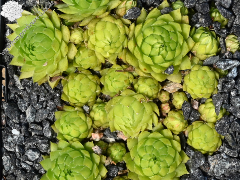 Sweet Lime Girl / Jovi