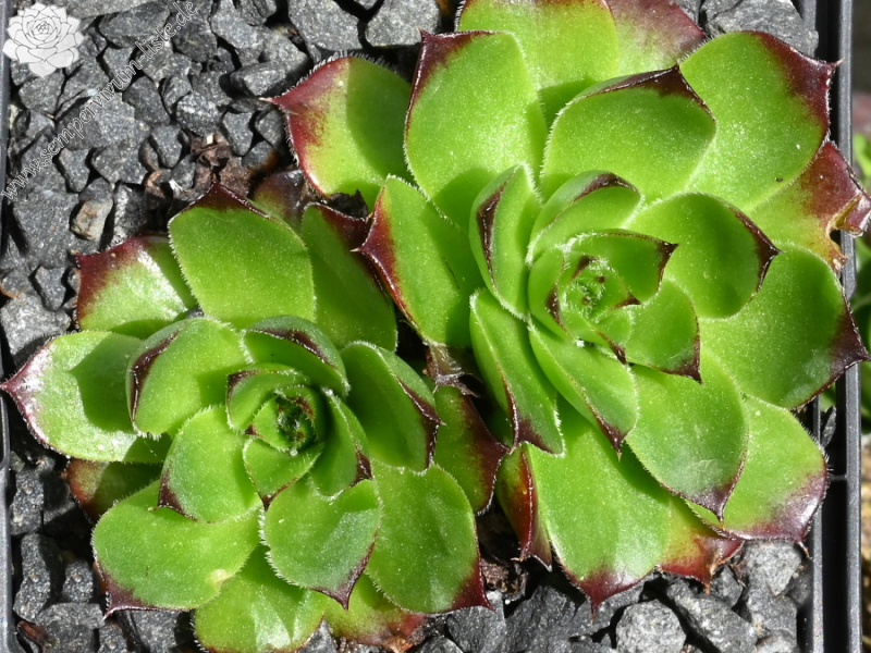 Diepvens Julia / Jovi