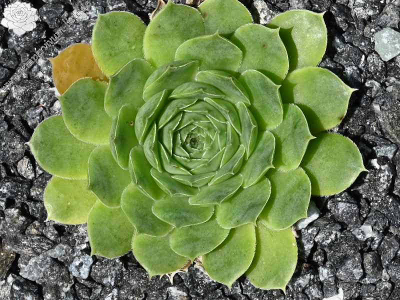 Green Luca / Jovi