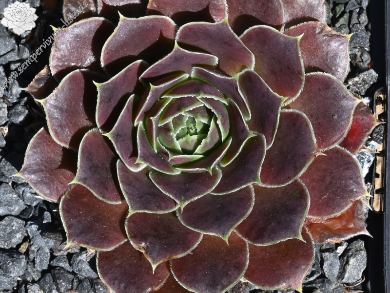 Haleakala / Jovi