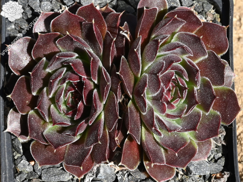 Heronia / Jovi