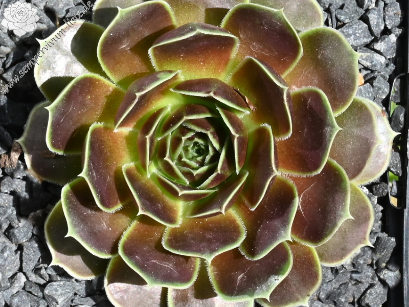 Korspelse Felipina / Jovi