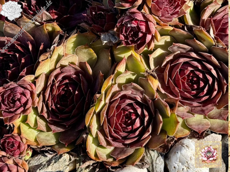 Chick Charms® Copper Canyon