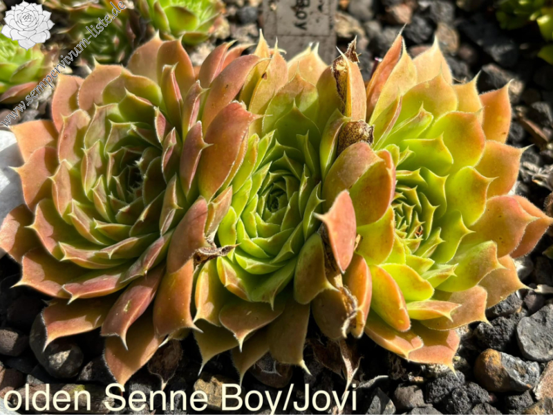 Golden Senne Boy / Jovi