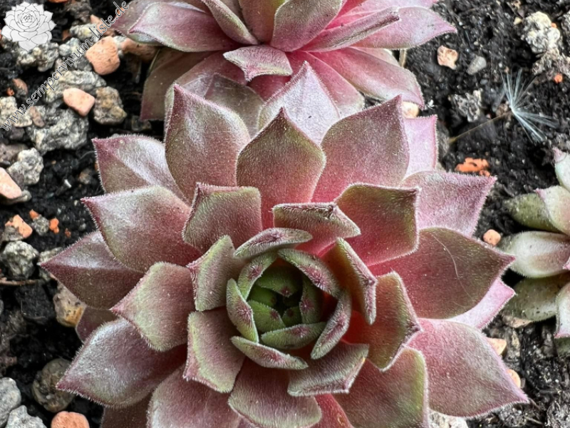 My pink Splash (NNG)