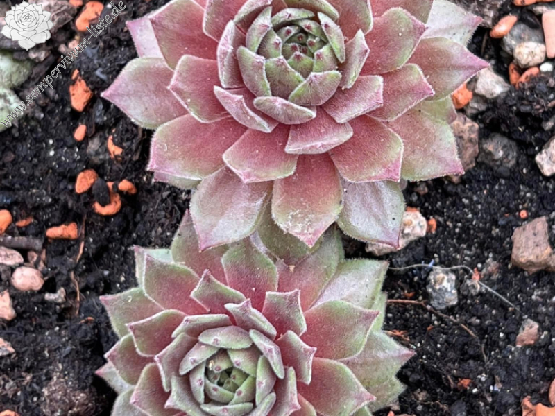 My pink Splash (NNG)