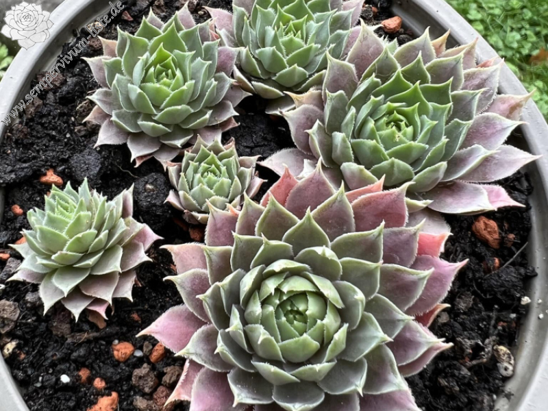 Pink Lotus