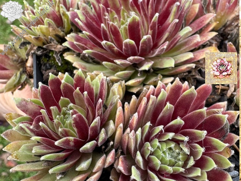 Chick Charmlettes® Sleepy Steve™ (NG)