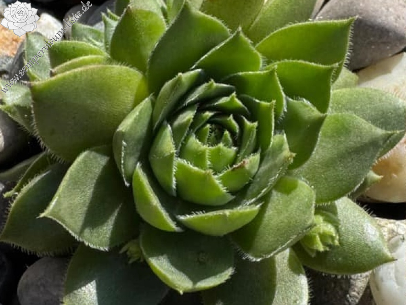 Teddy Bär I Love You (NNG)