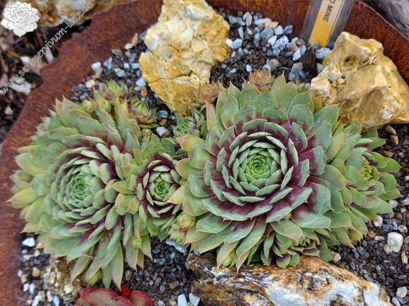 Chick Charms® Gold Mine