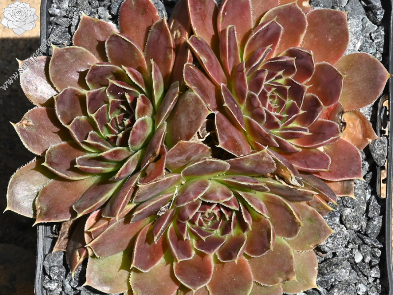 Aristobule / Jovi