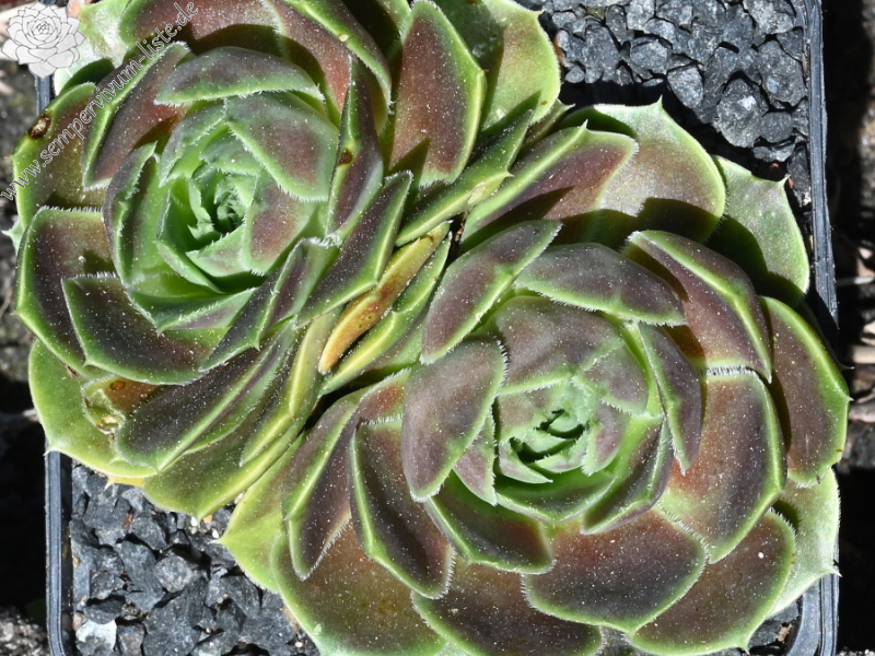 Ballet Dancer / Jovi