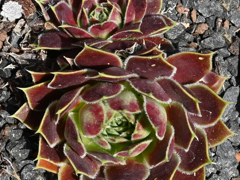 Gubi / Jovi