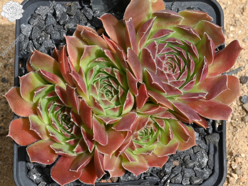 Korspel Midnight / Jovi