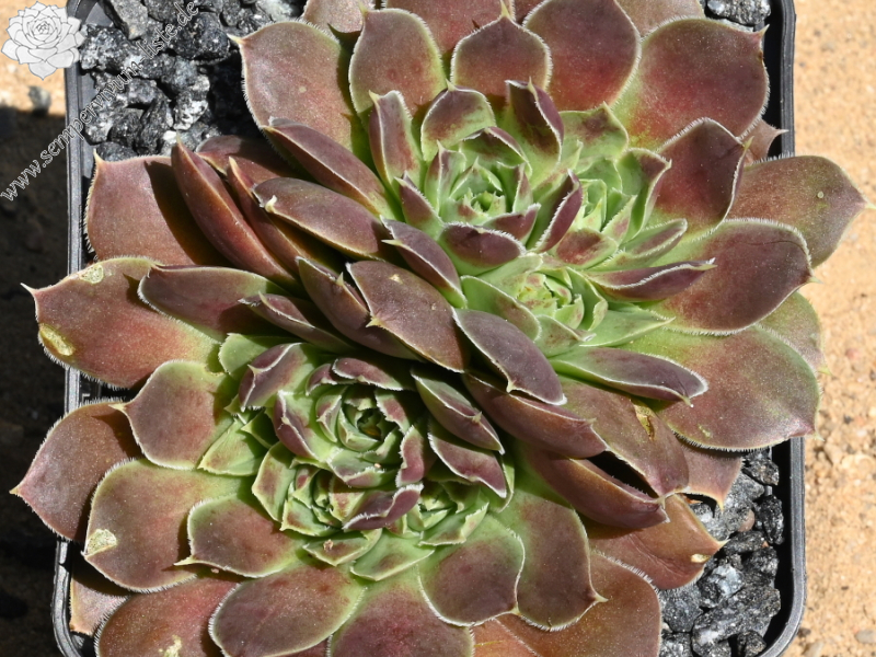 Miltami / Jovi
