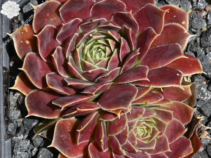 Raspberry Swirl / Jovi