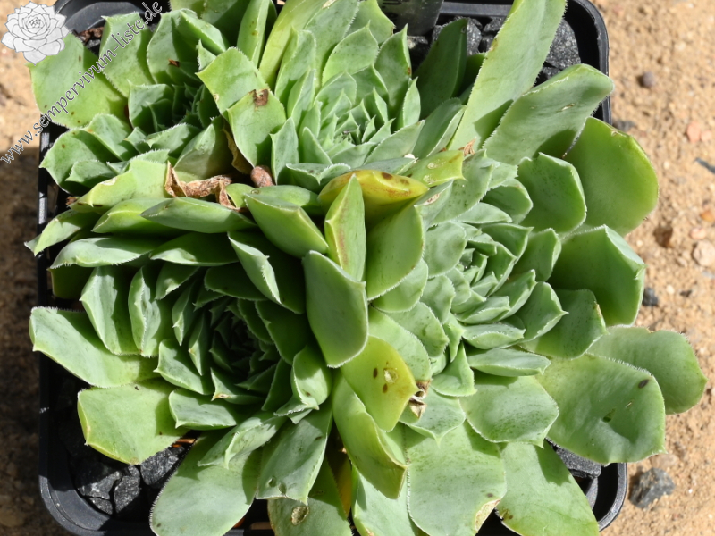 heuffelii from Naklo, Tara