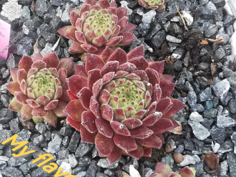 My flavour Flash (NNG)