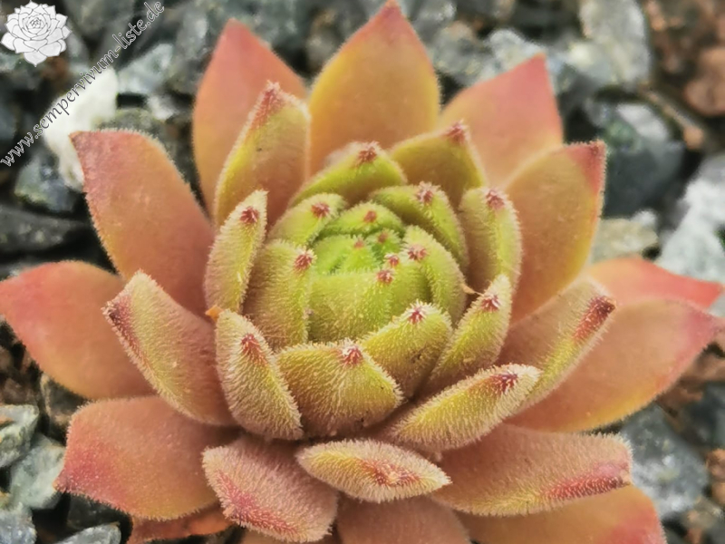 My pink Splash (NNG)