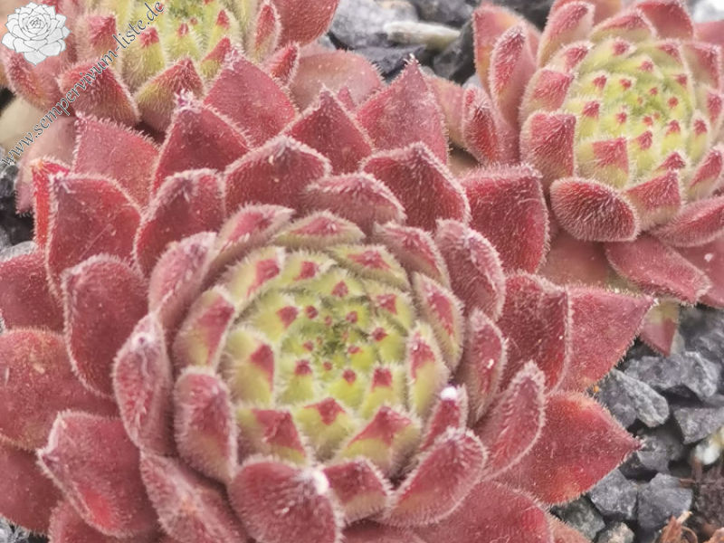 My flavour Flash (NNG)