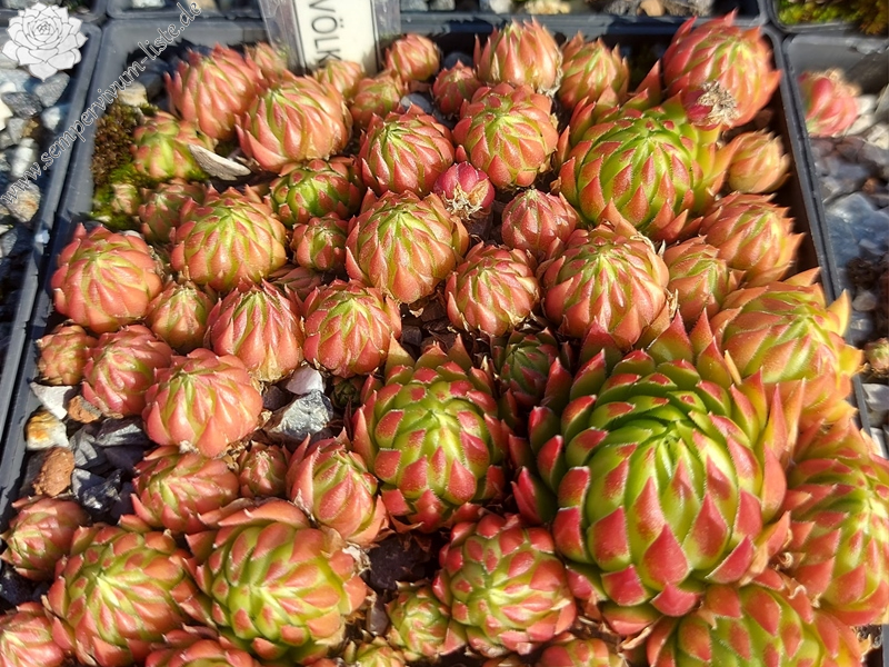 Gisela Völker / Jovi