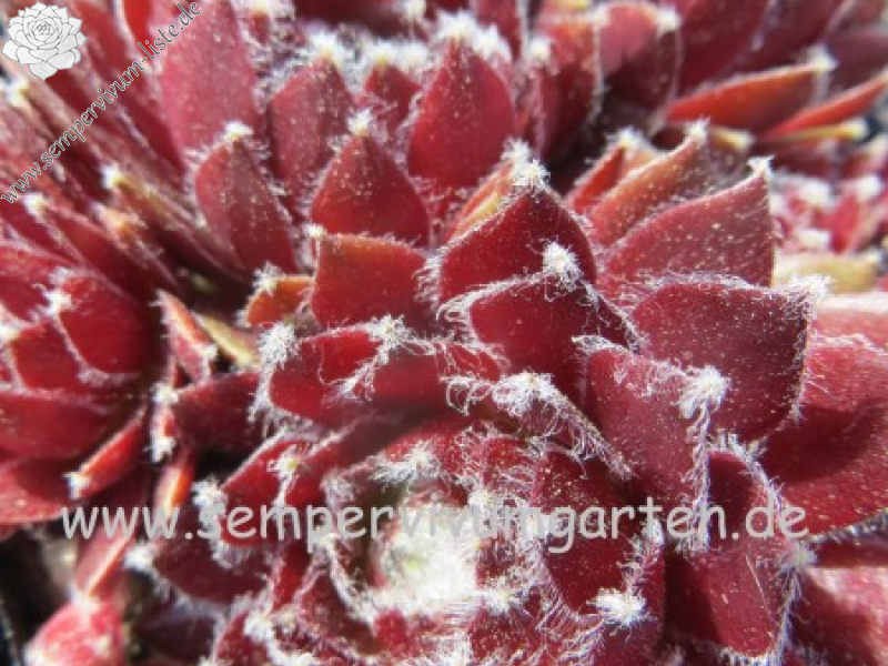 Iced Burgundy