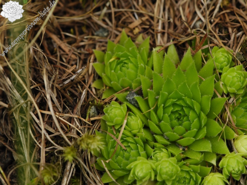 globiferum ssp. arenarium from Panzendorf, unter der Burg Heinfels