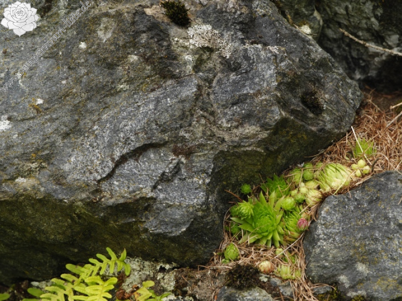 globiferum ssp. arenarium from Panzendorf, unter der Burg Heinfels