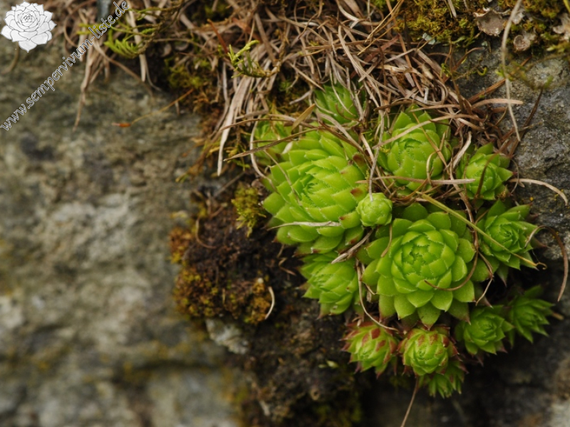 globiferum ssp. arenarium from Panzendorf, unter der Burg Heinfels