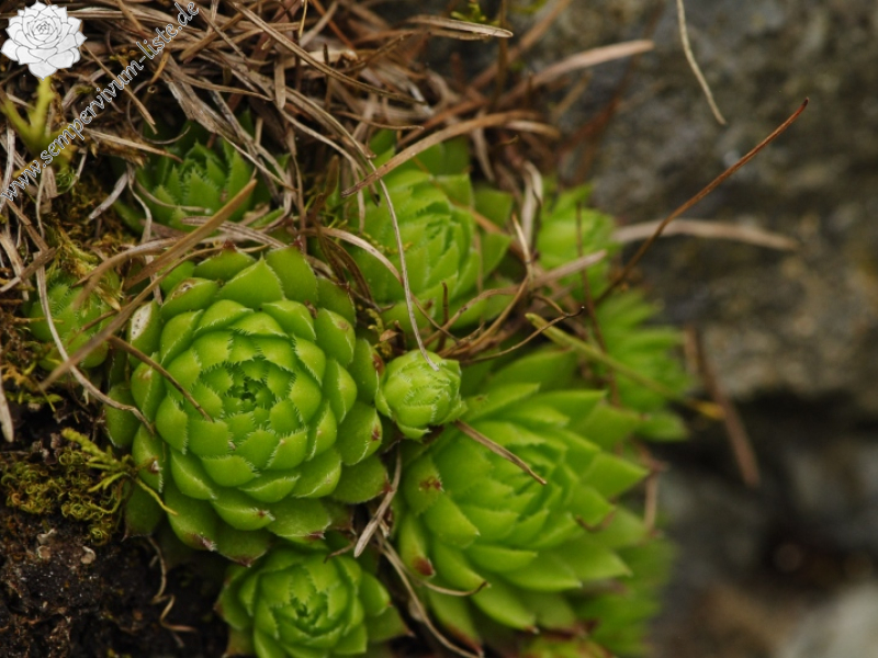 globiferum ssp. arenarium from Panzendorf, unter der Burg Heinfels