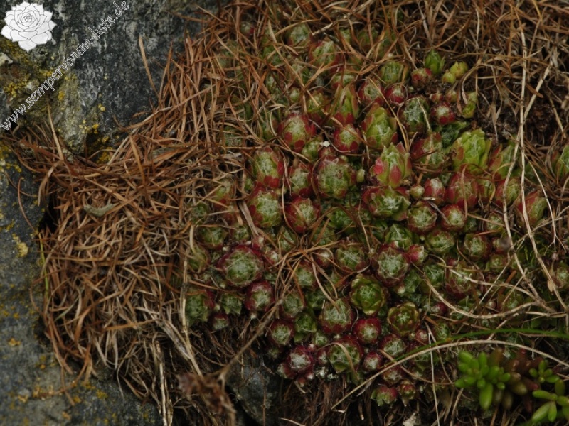 arachnoideum from Panzendorf, unter der Burg Heinfels