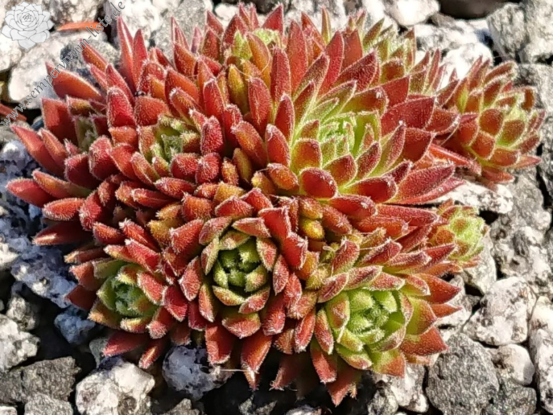 Devils Flame