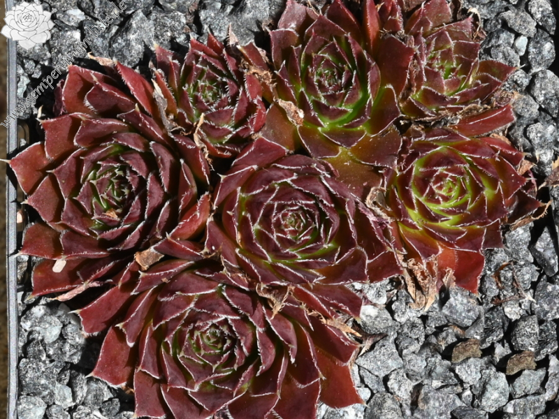 Bodmeier Beatrix / Jovi