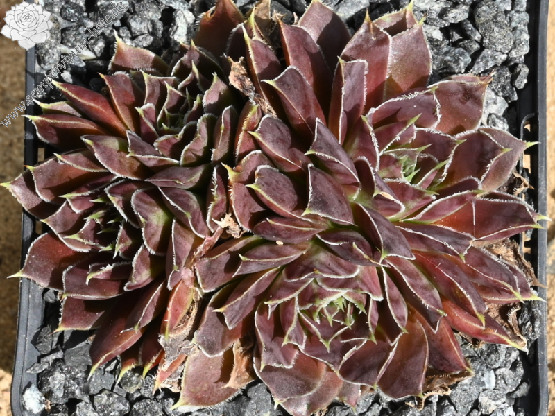 Crystal Palace / Jovi