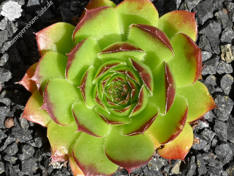 Diepvens Julia / Jovi