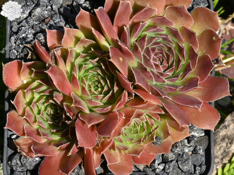 Korspel Midnight / Jovi