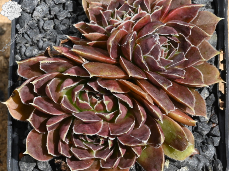 Korspelse Kolbrun / Jovi