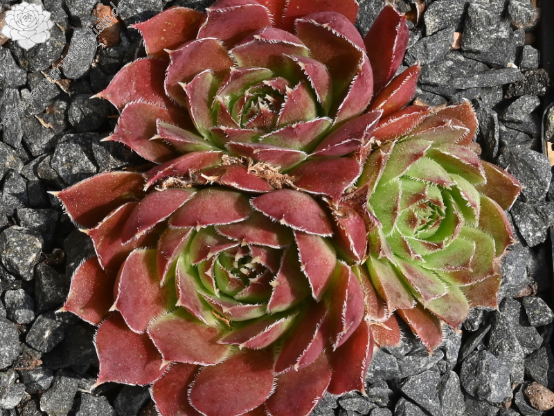 Zomer Beauty / Jovi