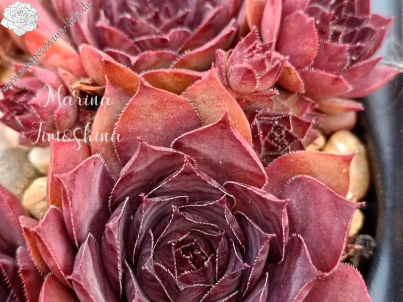 Drei kleine Schweinchen (NNG25)